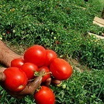 صادرات ۲۱ میلیون دلاری انواع محصولات کشاورزی از استان زنجان