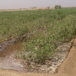 مصرف آب کشاورزی استان کرمان معادل آب شرب کشور