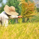 کشت برنج در سایر استان‌ها محدود می‌شود