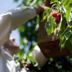 کرمانشاه می‌تواند به یکی از قطب‌های توسعه باغات کشور تبدیل شود