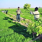 تاسیس نخستین شرکت سهامی زراعی در گلستان