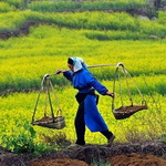 توسعه باغات دیم، یکی از اهداف اولویت‌دار بخش کشاورزی کردستان