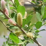 آغاز برداشت شکوفه‌های درختچه بیدمشک در آذربایجان‌غربی