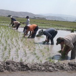 قابلیت افزایش ظرفیت تولید کشاورزی مازندران