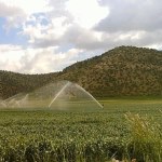 افزایش 17 درصدی تولید محصولات زراعی استان مرکزی