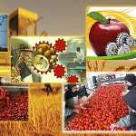 ۵۰ درصد محصولات کشاورزی در خراسان شمالی فرآوری می‌شود