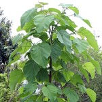 درخت پائولونیا در اراضی استان خراسان جنوبی کاشته می‌شود