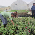 توسعه هزار هکتاری گلخانه‌های استان قزوین تا پایان سال