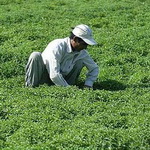 وجود ۸۵۰۰ مهندس کشاورزی جویای کار در خوزستان
