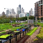 کشاورزی شهری، غذا و شغل ایجاد می‌کند