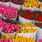 محرومیت ایران در صادرات گل و گیاه