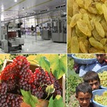 امکان سرمایه‌گذاری هلندی ها در صنایع تبدیلی بخش کشاورزی فارس