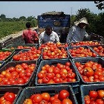 فروش گوجه‌فرنگی در بازار ۸برابر پرداخت به کشاورزان