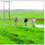 شیوع بیماری‌های گندم در کردستان کم بوده است