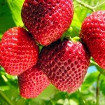 مازندران دومین تولیدکننده کشت توت فرنگی در کشور