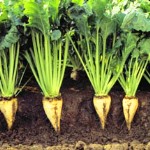معرفی بذر چغندر قند با ۴۰ درصد کاهش مصرف آب