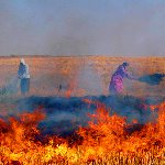 آتش زدن بقایای محصولات کشاورزی جنایت محیط زیستی