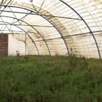 طرح توسعه کشت گلخانه‌ای گیاهان دارویی در کالپوش اجرایی می‌شود