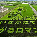 جوانان ژاپنی به کشاورزی علاقه نشان می‌دهند