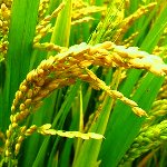 برنج ارگانیک و مراحل تولید آن