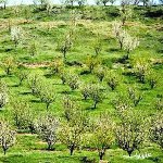 توسعه باغات بامحصولات کم آب‌بر در دستور کار جهادکشاورزی زنجان قرار دارد