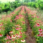 کشت گیاهان دارویی ظرفیت مغفول مانده شرق مازندران