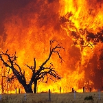 عامل انسانی علت ۱۰۰ درصد آتش‌سوزی جنگل‌های لرستان است