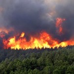آتش زدن بقایای محصولات کشاورزی تهدیدی جدی برای جنگلهای هم مرز با مزارع
