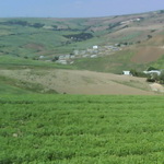 برداشت عدس دیم از سطح ۵۰۰۰ هکتار از مزارع کشاورزی قزوین