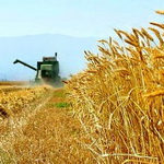 ۳ برابر شدن محصولات کشاورزی جنوب استان کرمان