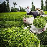 رونق بازار چای ایرانی