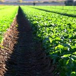 استفاده از کودهای زیستی هزینه تولید محصولات کشاورزی را کاهش می‌دهد