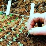 دستیابی ایران به فناوری تولید بذرهای هیبریدی سبزیجات
