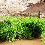 کاهش 70درصدی نشاکاری برنج در خوزستان