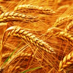 پیش بینی تولید ۱۲.۵ میلیون تن گندم در کشور