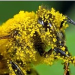 برگزاری کارگاه زنبورداری فدراسیون بین المللی کشاورزی ارگانیک از سیزدهم تیر