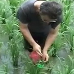 مبارزه بیولوژیک با کرم ساقه خوار برنج در شالیزارهای گیلان
