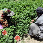 خریداری محصول توت فرنگی کاران کردستانی در محل تولید از سال آینده