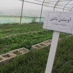 هم‌افزایی جهاد کشاورزی و جهاد دانشگاهی ایلام برای توسعه کشت گیاهان دارویی