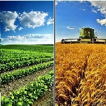 عوارض صادرات ۸ محصول دامی و کشاورزی کم شد