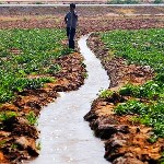 آب موردنیاز کشت تابستانه خوزستان تامین شده است