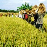 سرمایه‌گذاری صندوق بین‌المللی توسعه کشاورزی روی مشارکت خرده مالکان سریلانکایی
