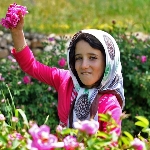 هفتمین جشنواره گل محمدی در روستای عنصرود اسکو‎