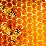 ۵ درصد عسل های کشور ارگانیک است
