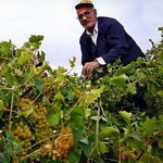 باغات انگور تاکستان در معرض آفت «زنجره مو»