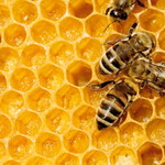 تولید بهترین عسل‌های دنیا در ایران