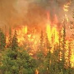 مجازات تخريب و آتش زدن جنگل