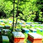گالیکش یکی از مناطق مهم تولید عسل با کیفیت در گلستان