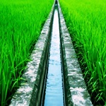 اقدامات جهاد کشاورزی گلستان جهت صرفه جویی آب در بخش کشاورزی