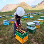 پای قاچاق به عرصه زنبورداری باز شد